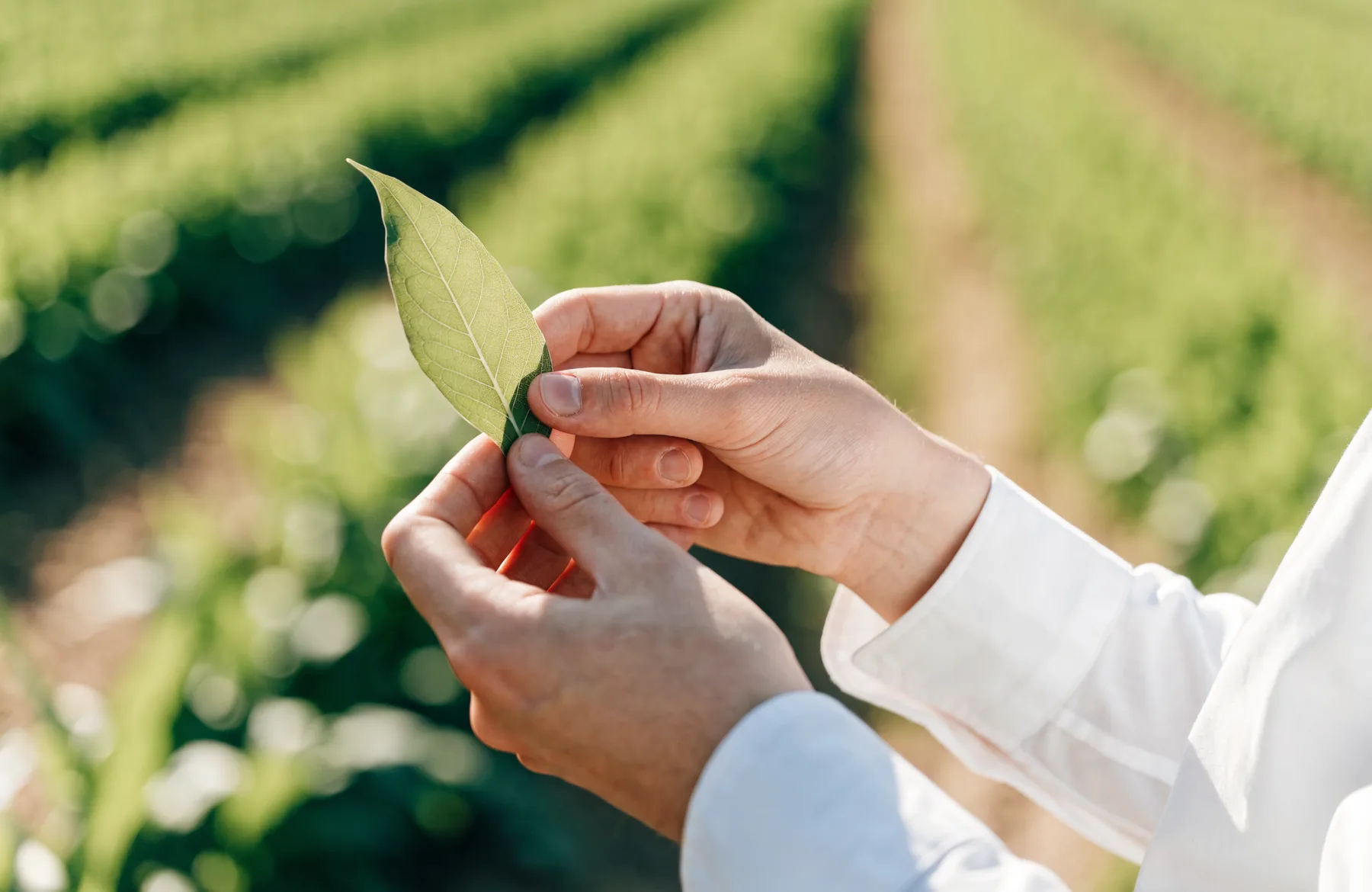 Ingeniero agrónomo revisando un cultivo en campo